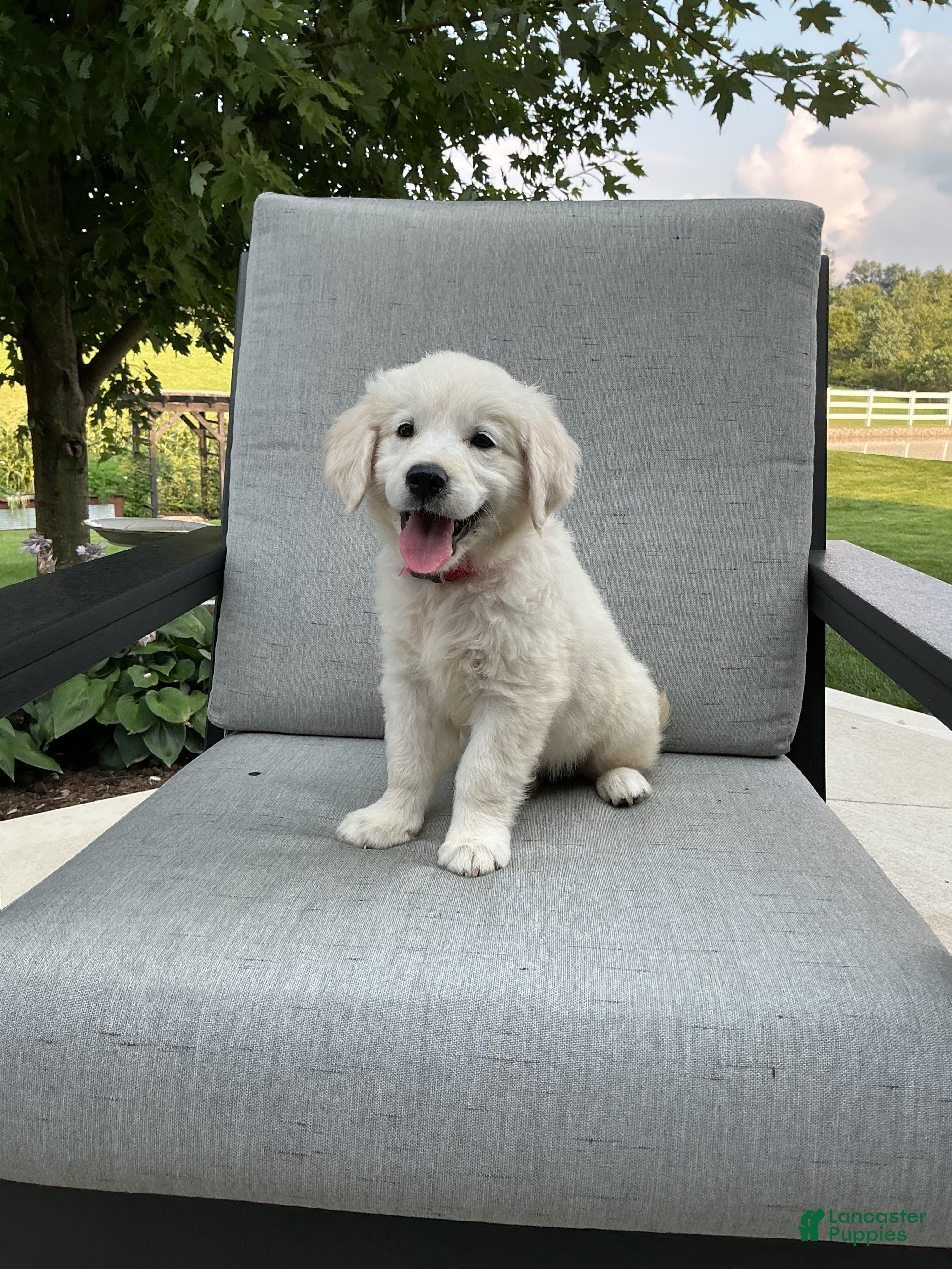 Golden Retriever dogs Amber  - Ad 2