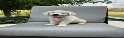Golden Retriever dogs for sale: Amber  - Ad 2