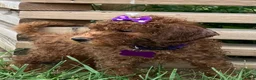 Miniature Poodle dogs for sale: Mocha - Ad 3