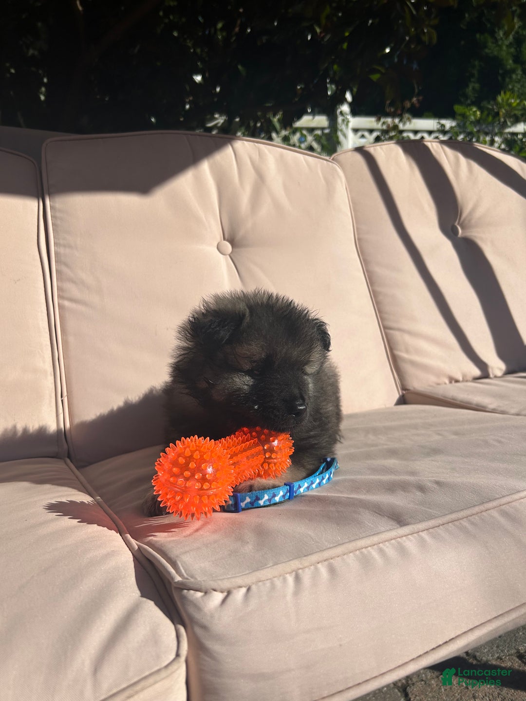 Keeshond dogs for sale: Richi - Ad 8