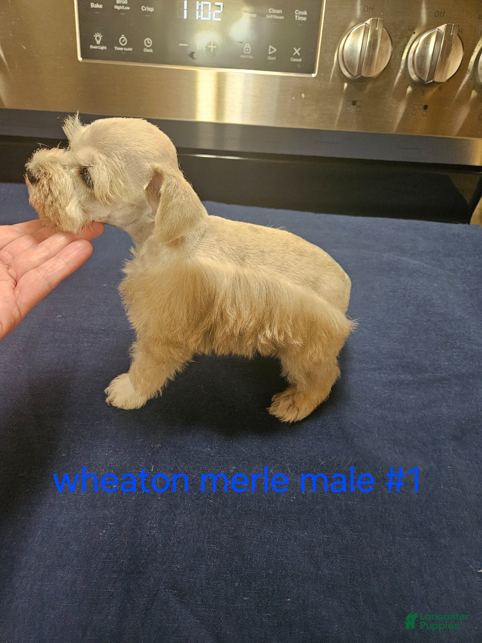 Miniature Schnauzer dogs for sale: Wheaton merle male #1 2 blue eyes  - Ad 3