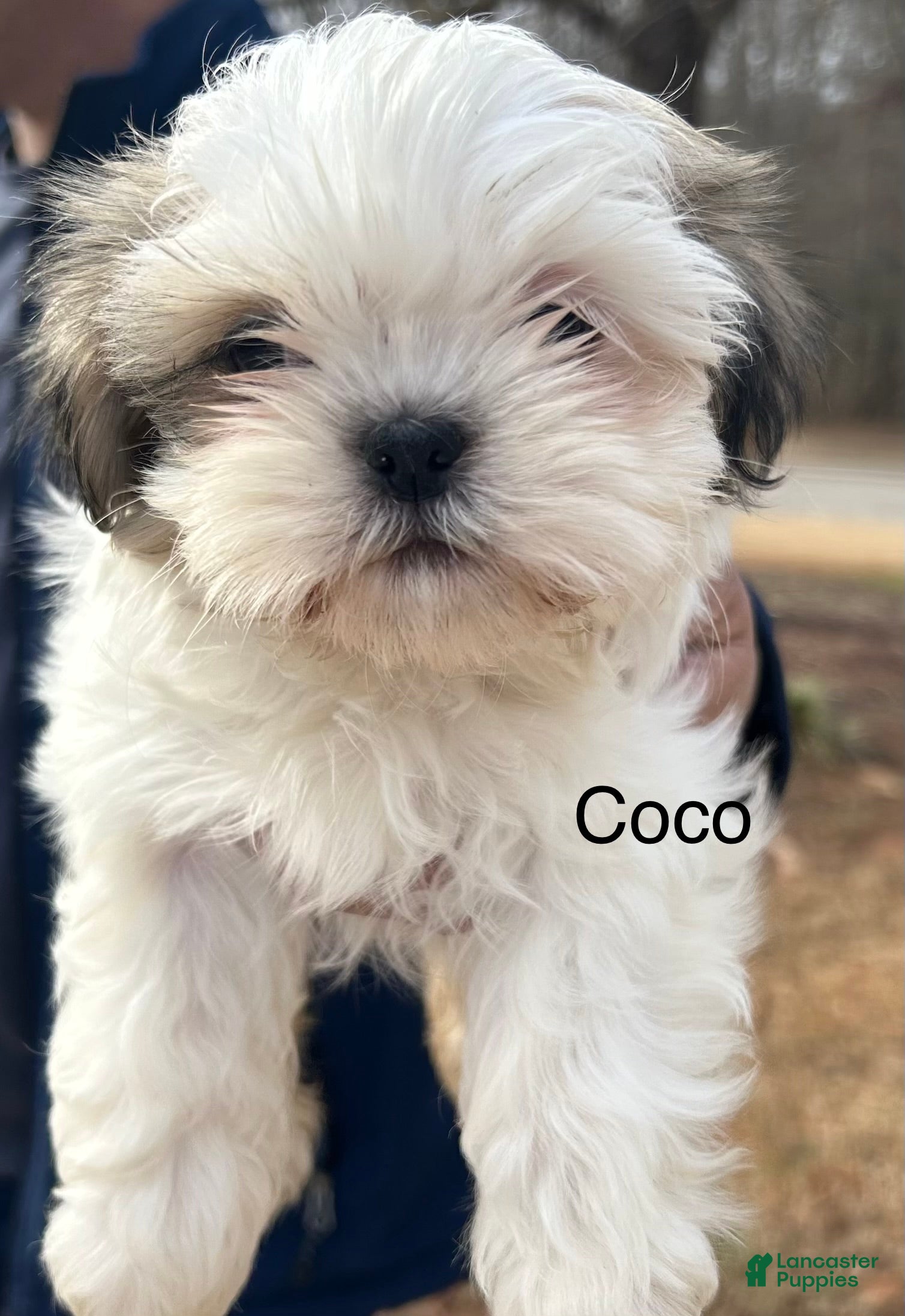 Shih Tzu dogs Coco - Ad 26