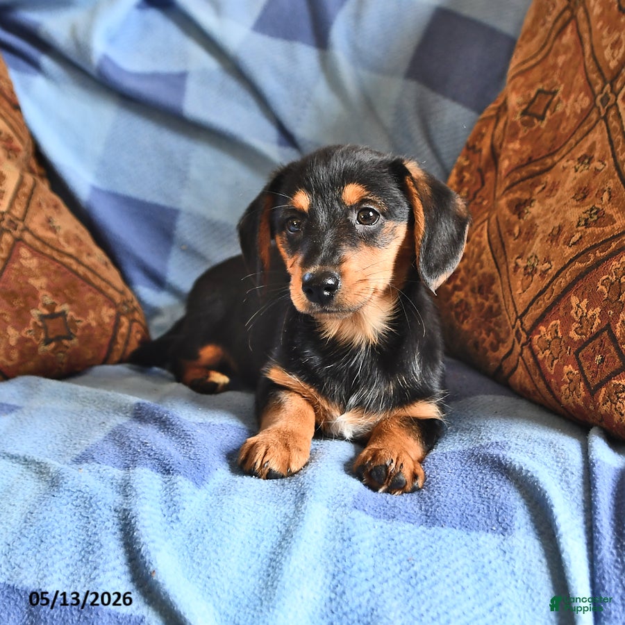 Miniature Dachshund dogs Mabel - Ad 1