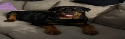 Rottweiler dogs for sale: Rottweiler 7 - Ad 2