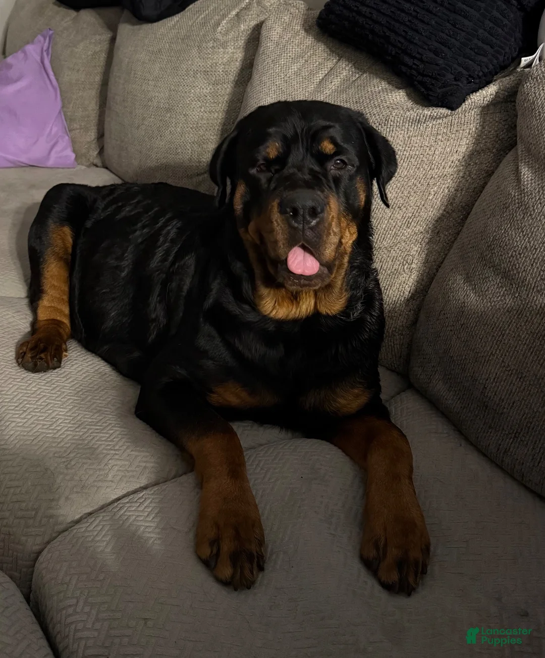 Rottweiler dogs for sale: Rottweiler 7 - Ad 2