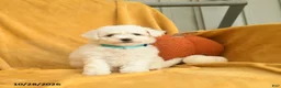 Bichon Frise dogs for sale: Halia  - Ad 5