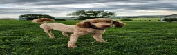 Goldendoodle dogs for sale: Mira - Ad 5
