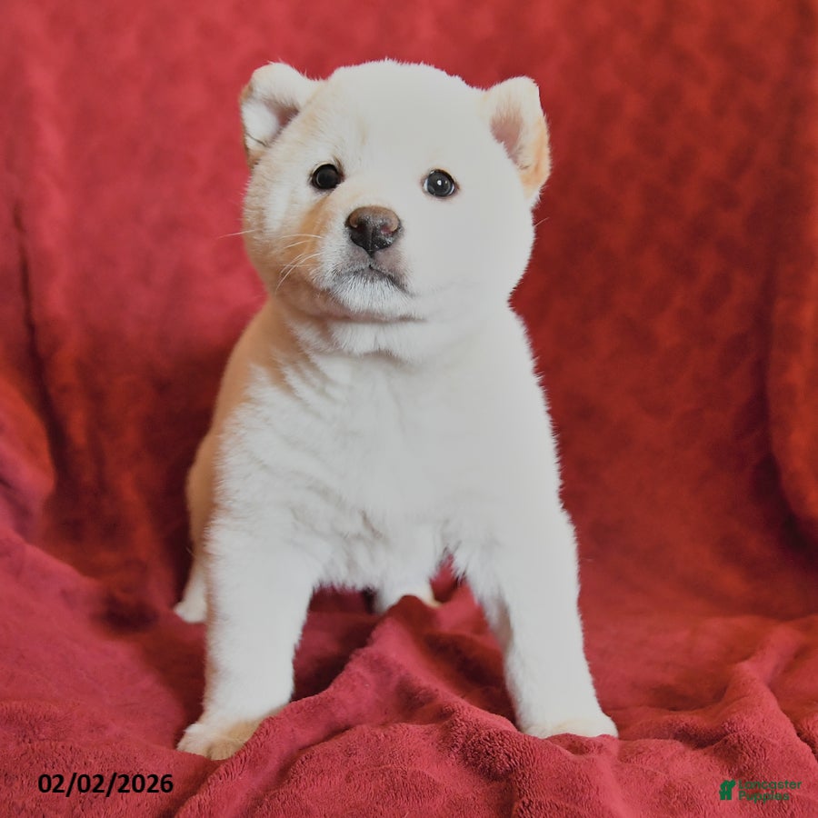 Shiba Inu dogs Snowball - Ad 2