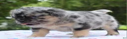 Mixed Breed dogs for sale: Ruby blue eyes merle - Ad 4