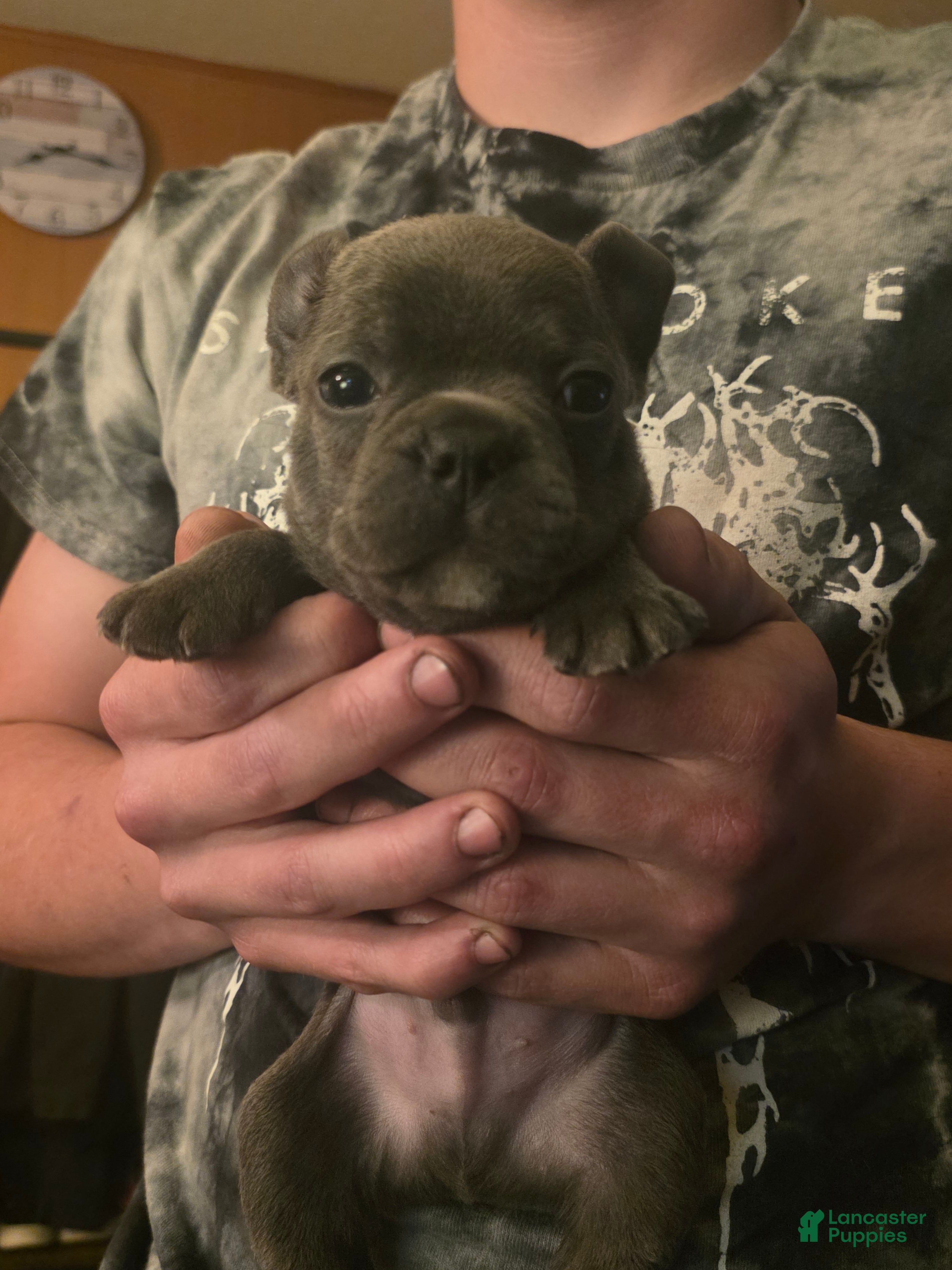Frenchton dogs Purple - Ad 1