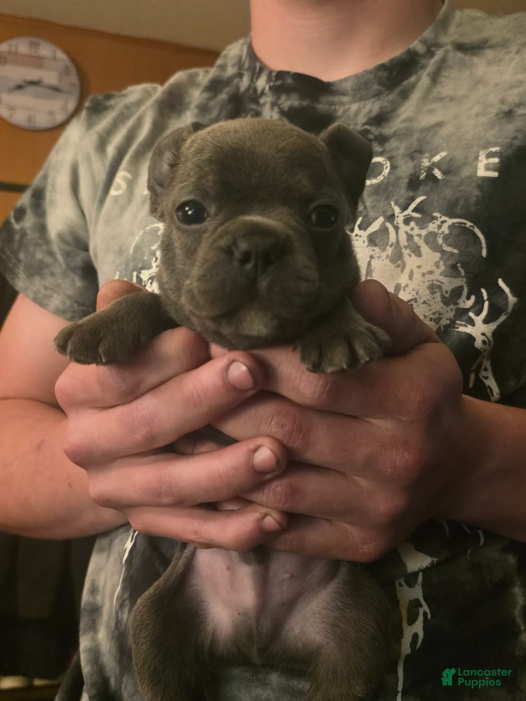Frenchton dogs for sale: Purple - Ad 1