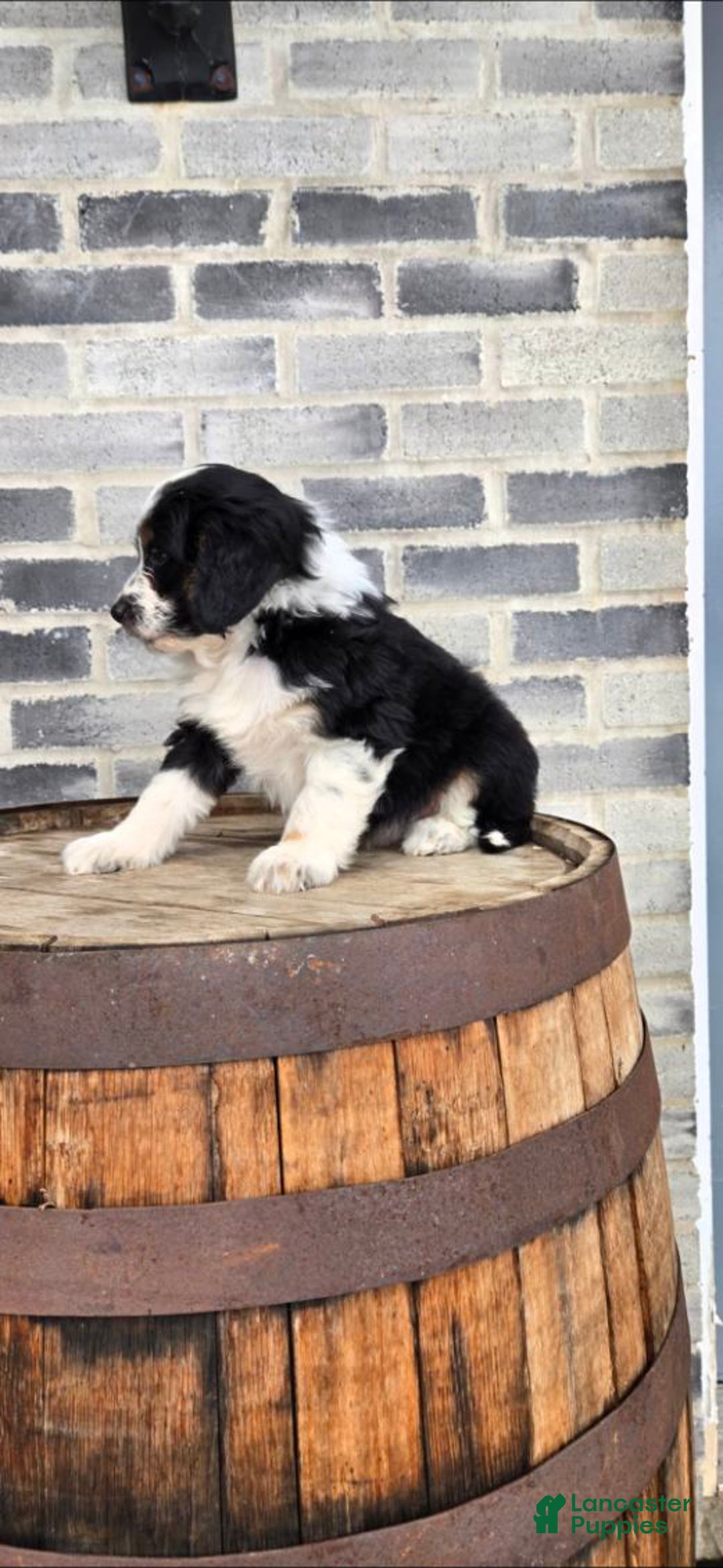 Mini Aussiedoodle dogs for sale: Ollie – Male (Tri-Color) - Ad 10