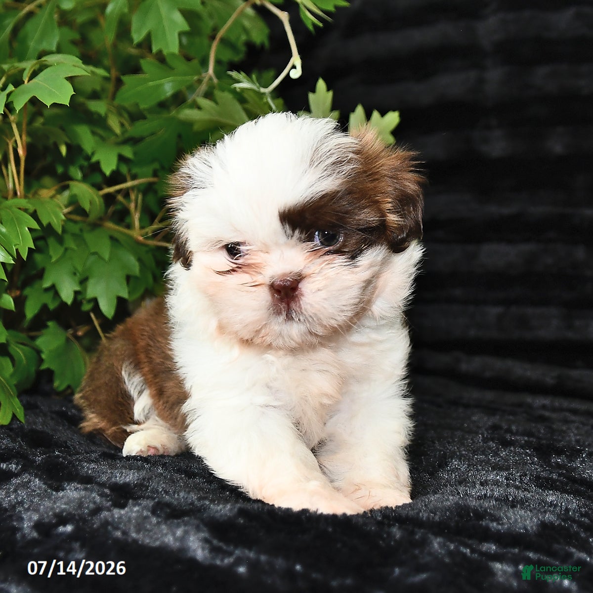Shih Tzu dogs Daisy - Ad 1