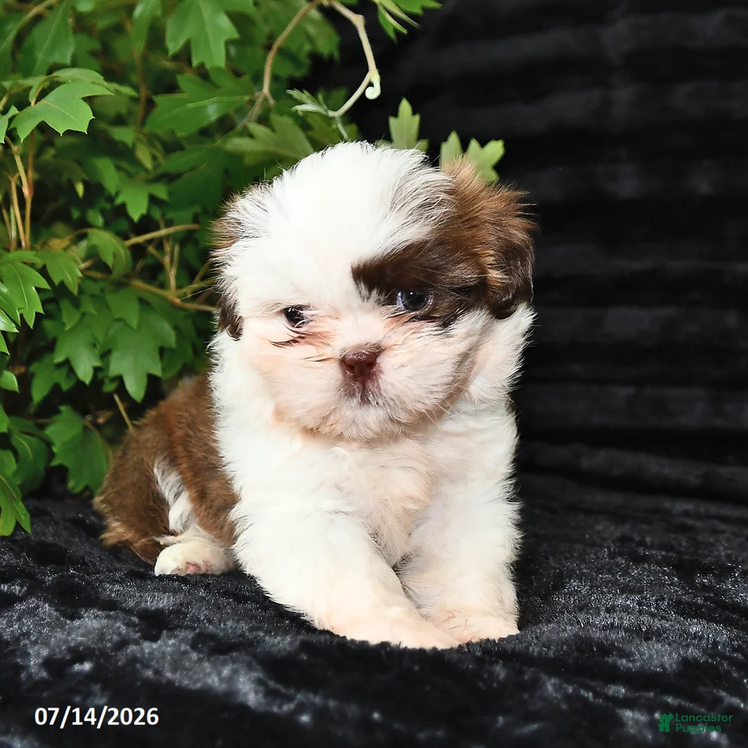 Shih Tzu dogs for sale: Daisy - Ad 1