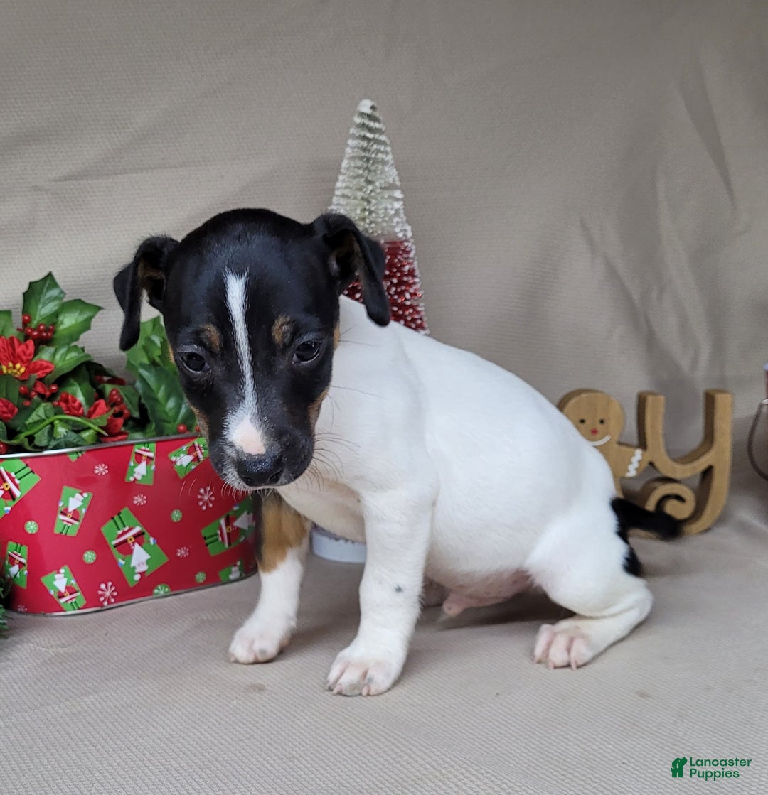 Jack Russell Terrier dogs for sale: FOSTER of Westfork - Ad 5