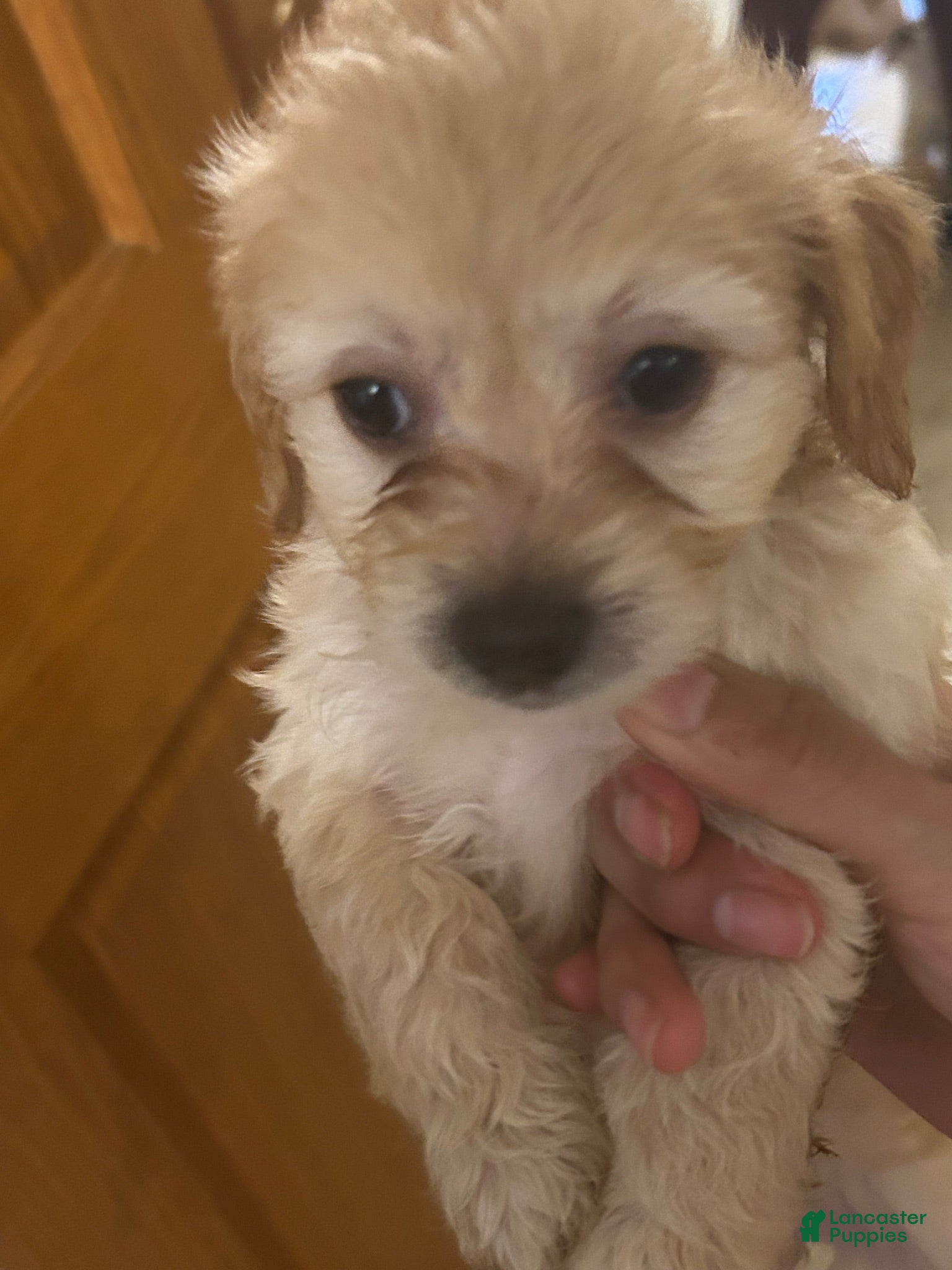 Mixed Breed dogs Maltese 2 - Ad 14
