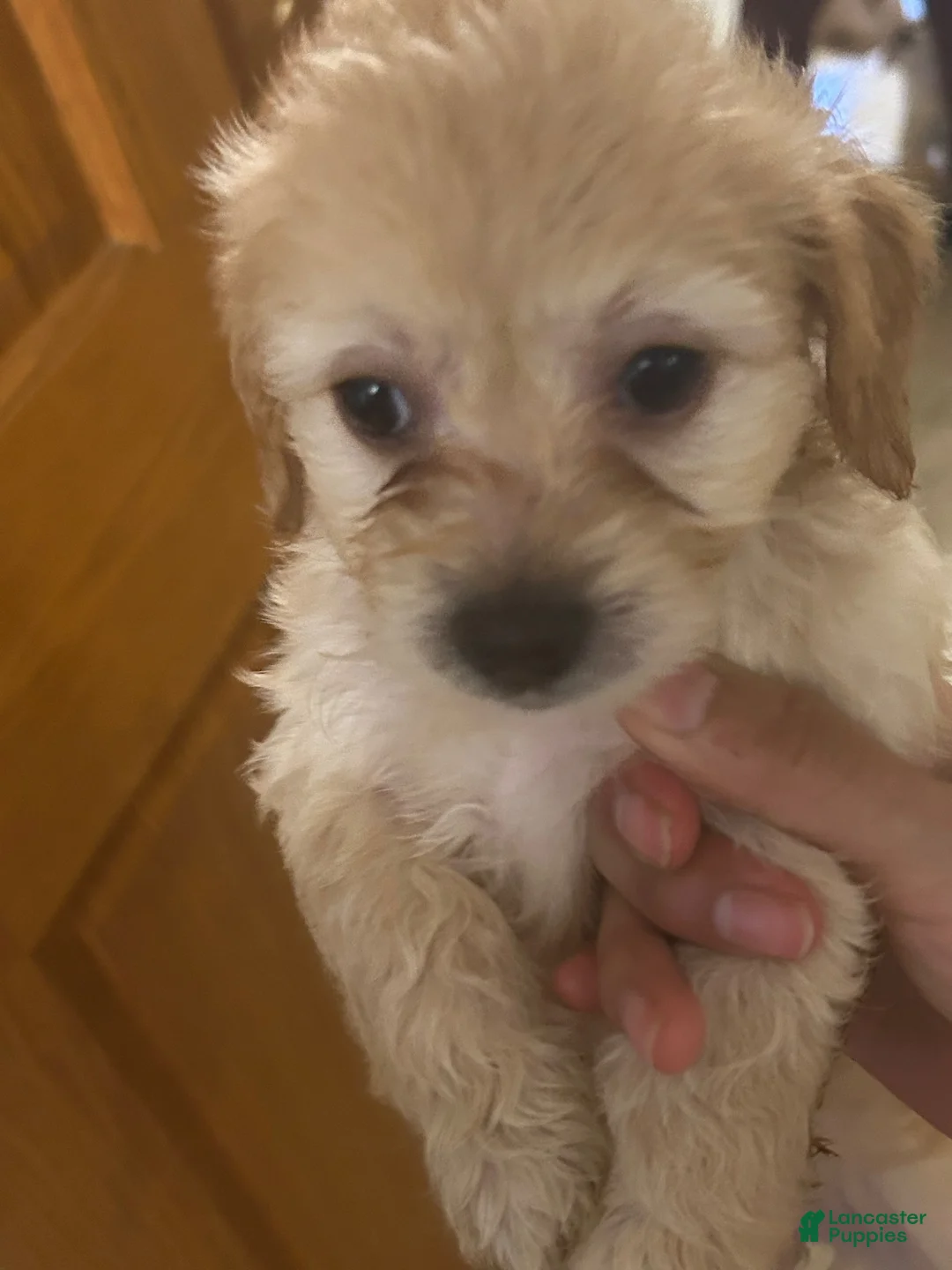 Mixed Breed dogs for sale: Maltese 2 - Ad 1