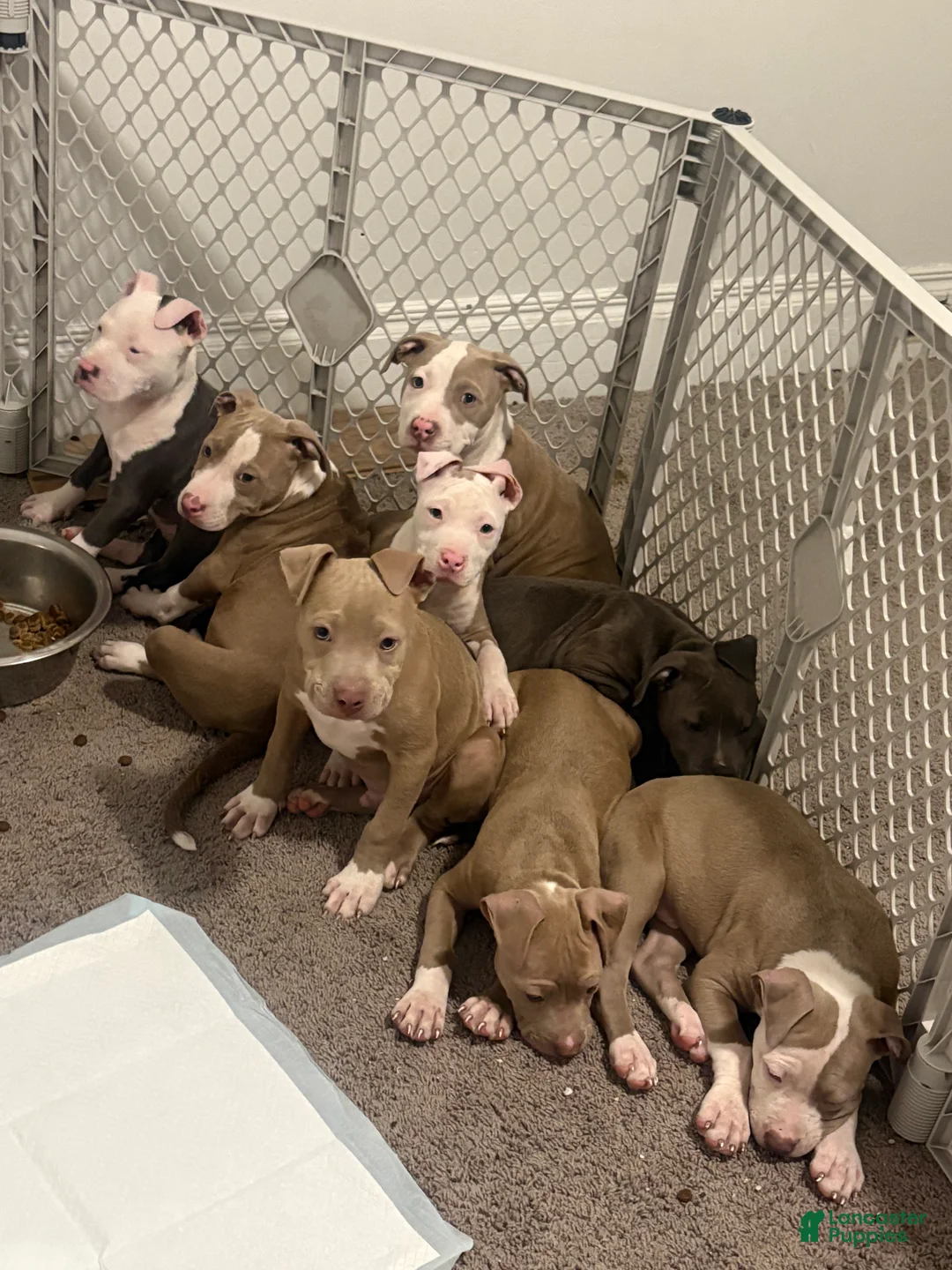 American Bully dogs for sale: American Bully Puppy 8 - Ad 2