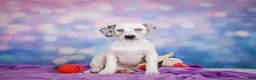 Mixed Breed dogs for sale: Lizzy - Ad 4
