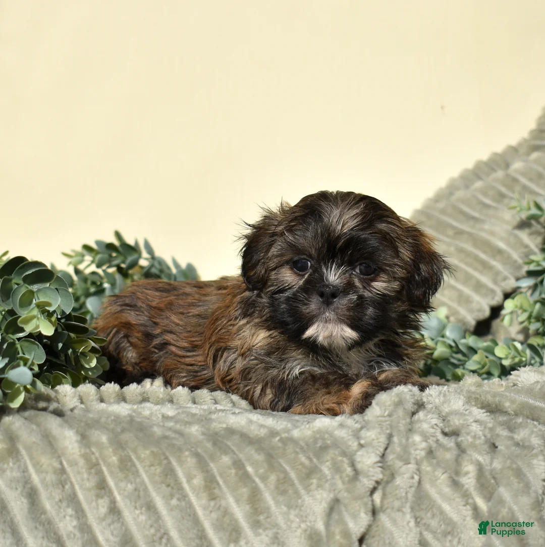 Shih Tzu dogs for sale: Bently - Ad 2