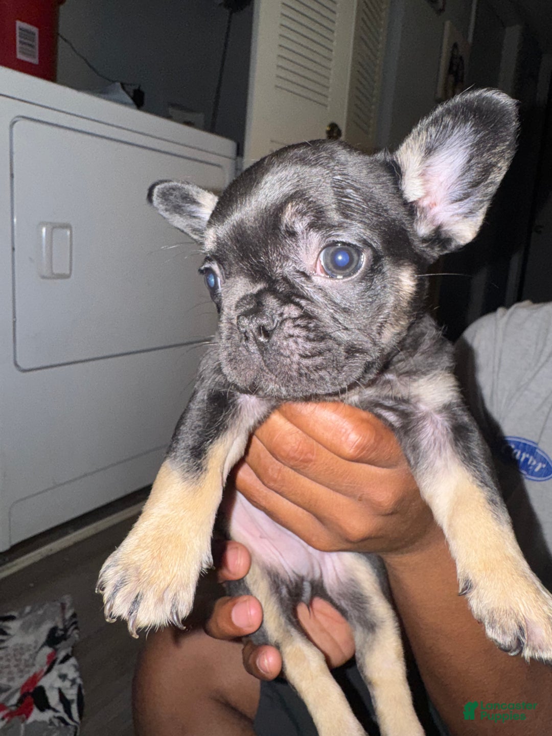 French Bulldog dogs for sale: French Bulldog Puppy 3 - Ad 4