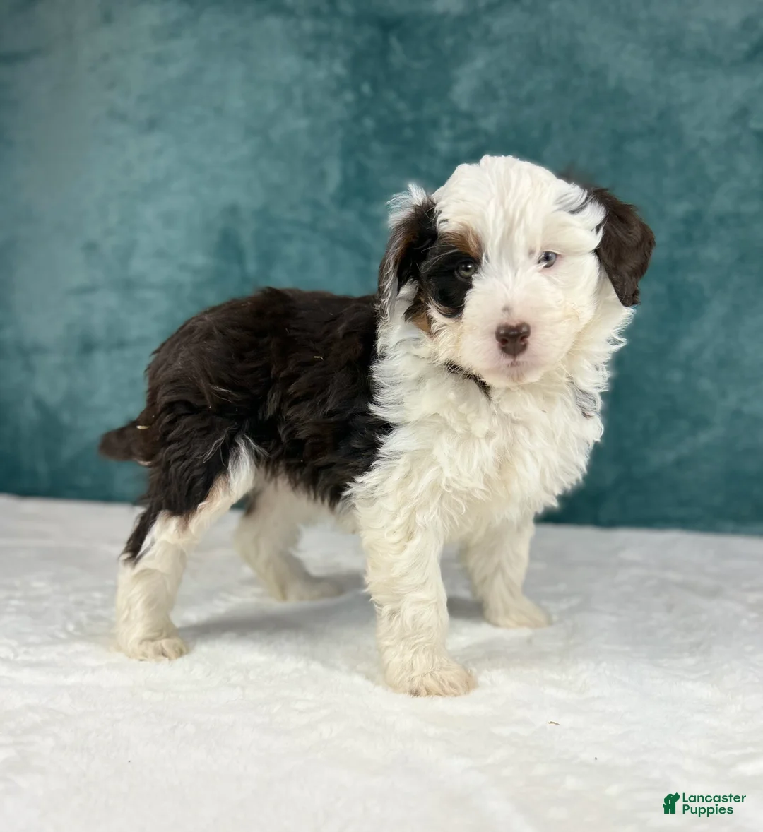 Aussiedoodle dogs for sale: Finn - Ad 1