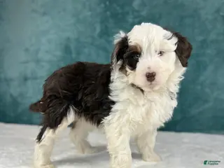 Aussiedoodle dogs Finn - Ad 17