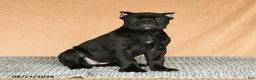 Cane Corso dogs for sale: Cali  - Ad 9