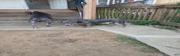 American Bully dogs for sale: Ghost - Ad 4