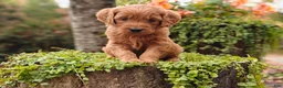 Goldendoodle dogs for sale: Cinnamon - Ad 4