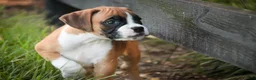 Boxer dogs for sale: Tracker - Ad 5