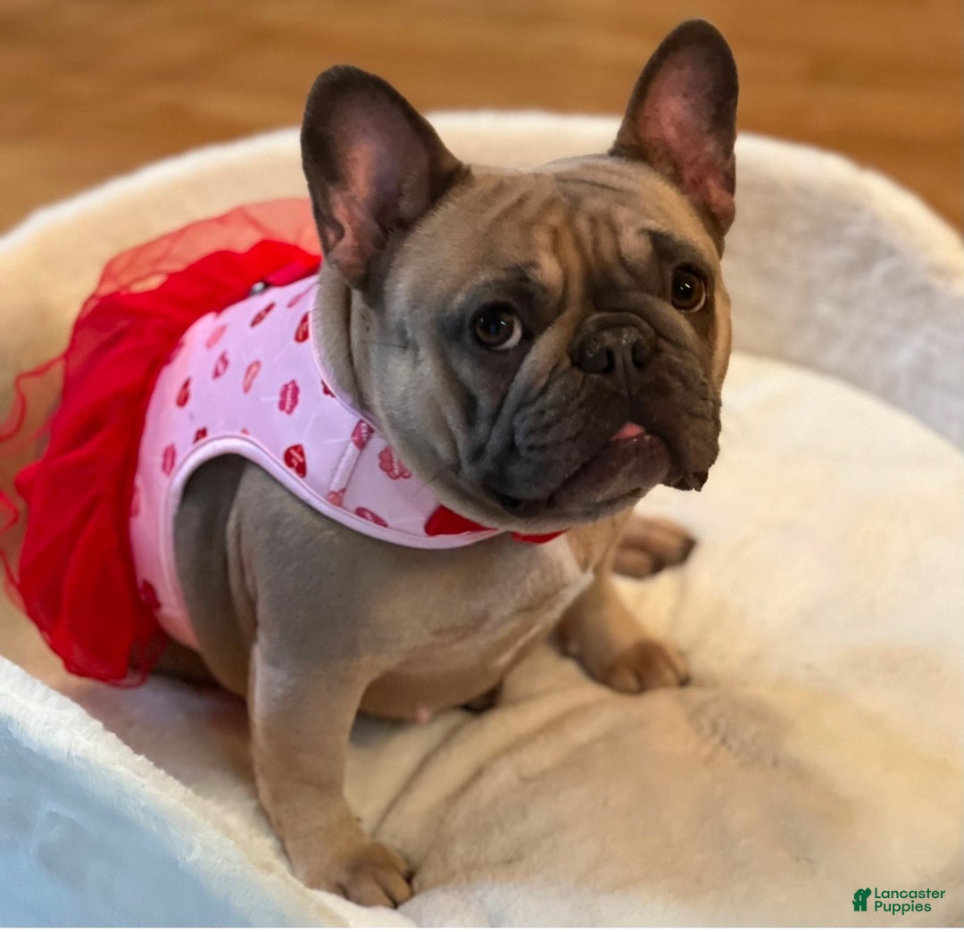 French Bulldog dogs for sale: French Bulldog - Ad 4