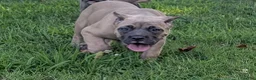 Cane Corso dogs for sale: Pluto  - Ad 19