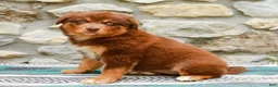 Australian Shepherd dogs for sale: Lucy - Ad 3