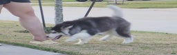 Alaskan Malamute dogs for sale: Xiao Hong - Ad 24
