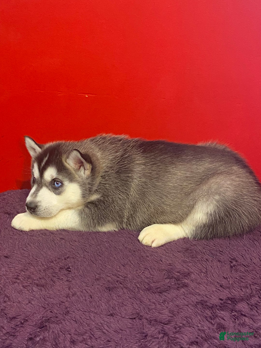 Siberian Husky dogs for sale: Willow  - Ad 4