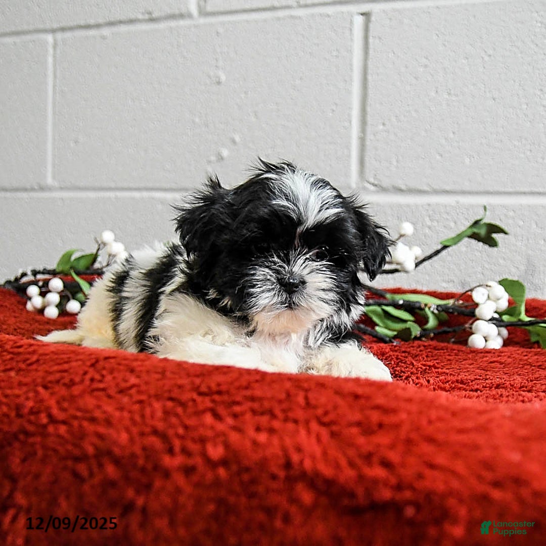 Shih Tzu dogs for sale: Hero - Ad 3