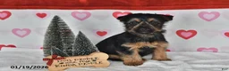 Yorkshire Terrier dogs for sale: Aaron - Ad 1
