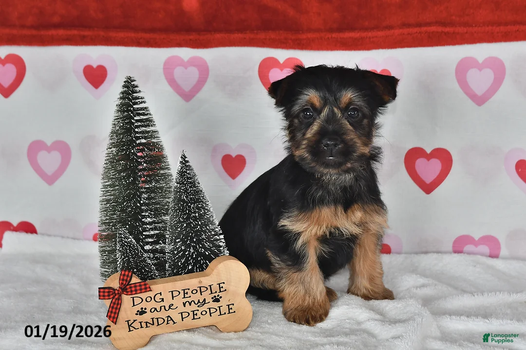 Yorkshire Terrier dogs for sale: Aaron - Ad 1