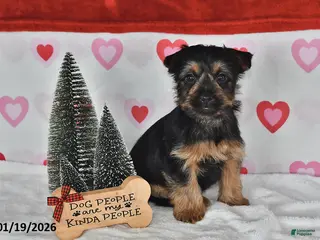 Yorkshire Terrier dogs Aaron - Ad 41