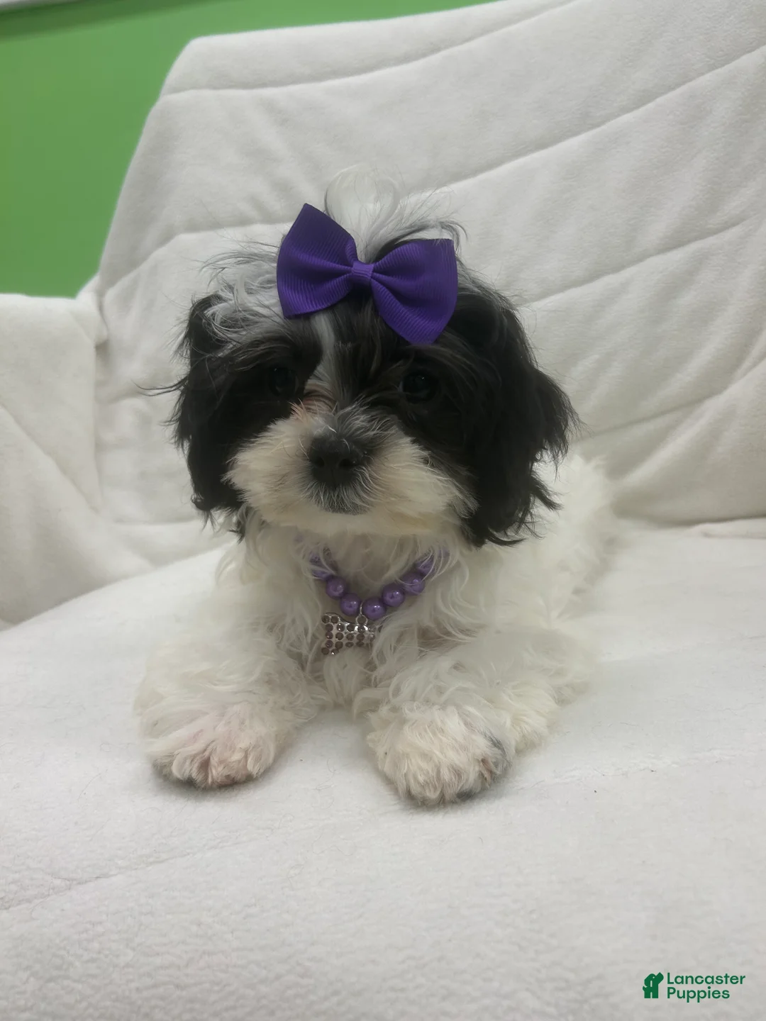 Malshi dogs for sale: Malshi Puppy 2 - Ad 2