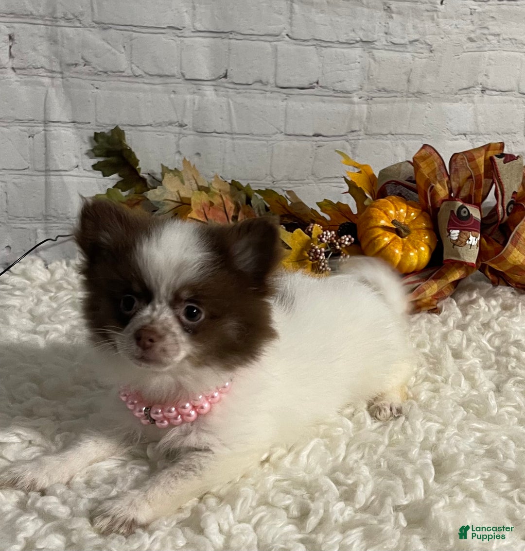 Chihuahua dogs for sale: Chihuahua Puppy 2 - Ad 3