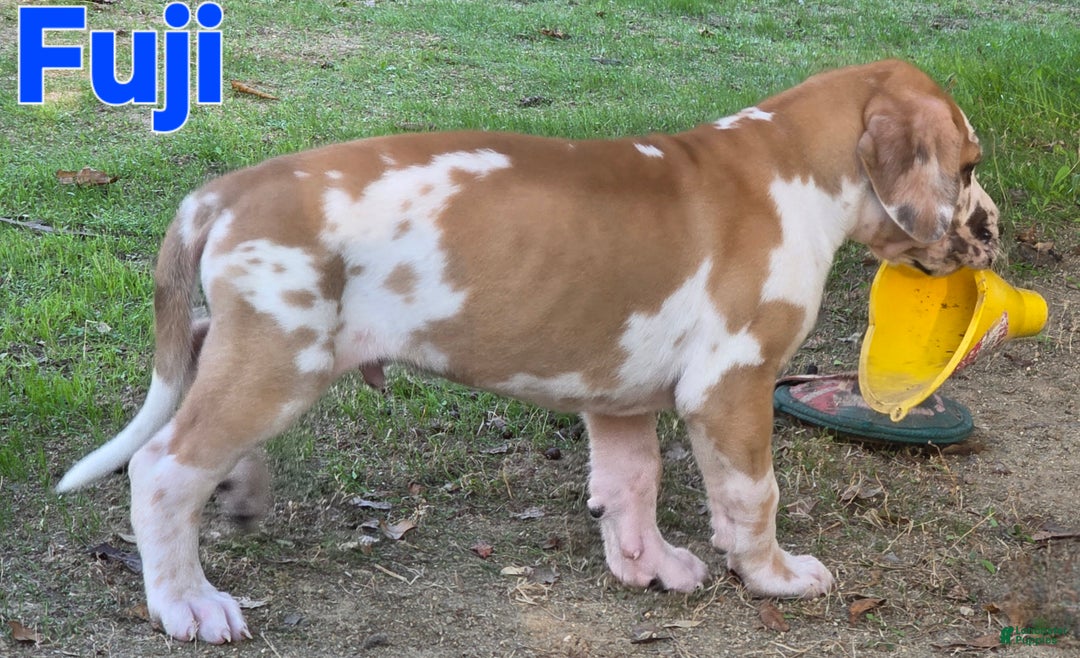 Great Dane dogs for sale: Fuji - Ad 3