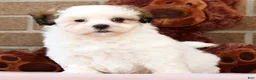 Malshi dogs for sale: Blossom - Ad 5