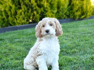 Cockapoo dogs - Ad 12