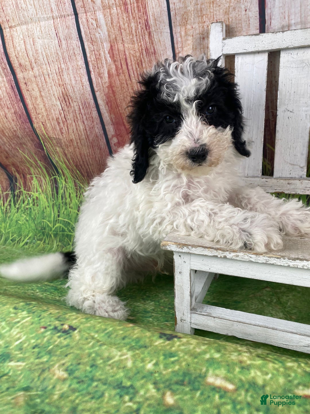 Miniature Poodle dogs for sale: Fred - Ad 13