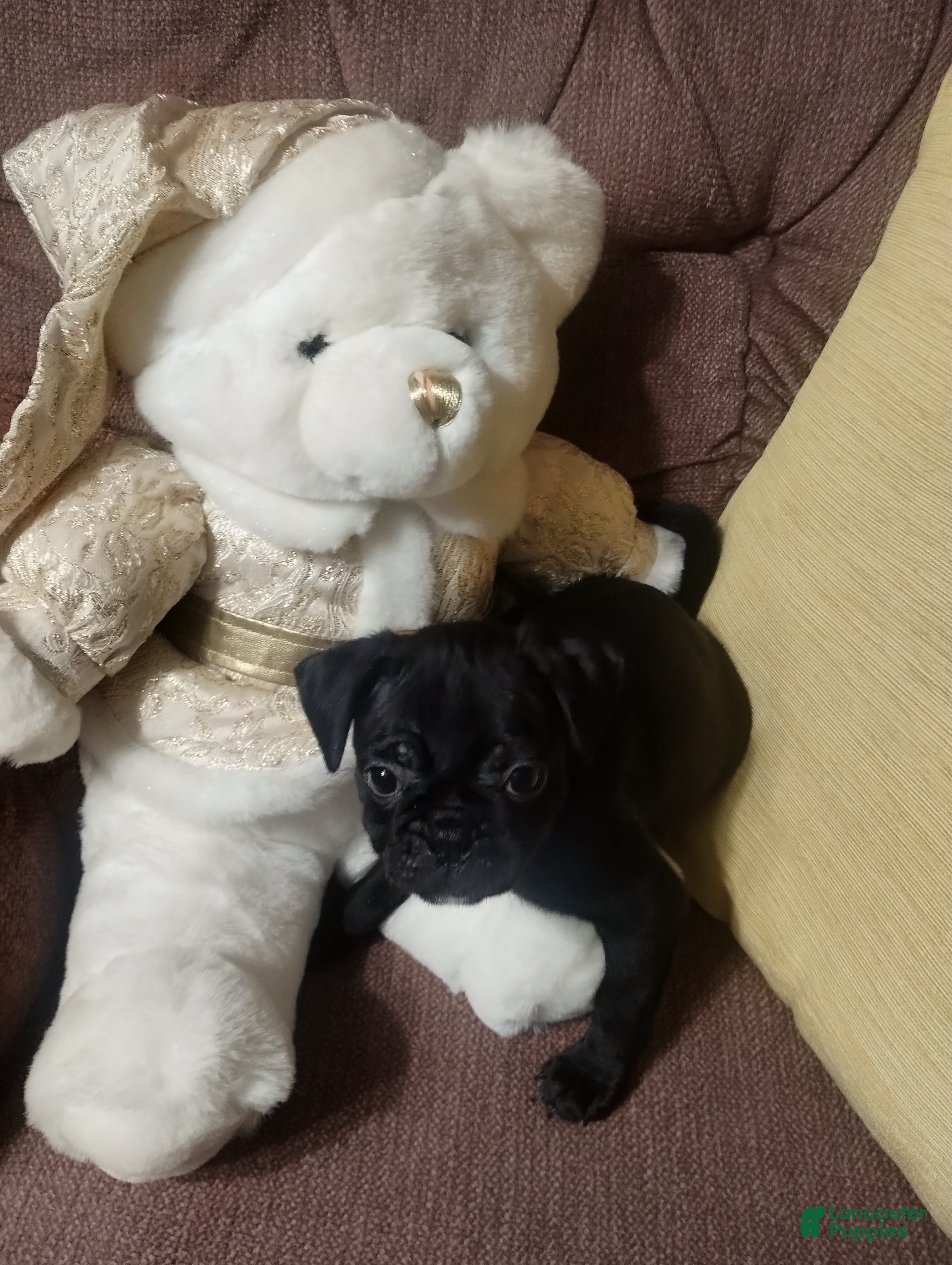 Mixed Breed dogs for sale: Sammy - Ad 2