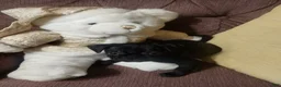 Mixed Breed dogs for sale: Sammy - Ad 1