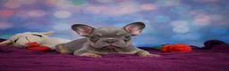 French Bulldog dogs for sale: Diesel - Ad 10