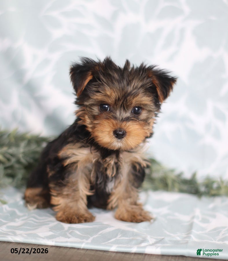 Yorkshire Terrier dogs Mitzi - Ad 2